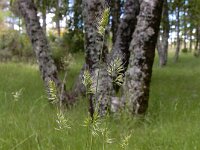 Cynosurus echinatus 10, Stekelkamgras, Saxifraga-Ed Stikvoort