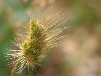Cynosurus echinatus 3, Stekelkamgras, Saxifraga-Jasenka Topic