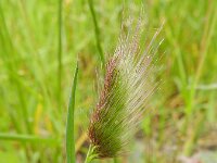 Cynosurus echinatus 6, Stekelkamgras, Saxifraga-Rutger Barendse
