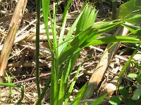 Cyperus alternifolius