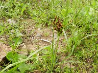 Cyperus bulbosus