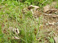 Cyperus bulbosus 2, Saxifraga-Rutger Barendse