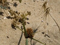 Cyperus capitatus