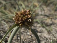 Cyperus capitatus 11, Saxifraga-Jan van der Straaten