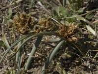 Cyperus capitatus 14, Saxifraga-Willem van Kruijsbergen