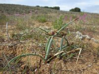 Cyperus capitatus 20, Saxifraga-Ed Stikvoort