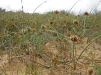 Cyperus capitatus 22, Saxifraga-Ed Stikvoort