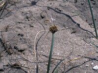 Cyperus capitatus 5, Saxifraga-Jan van der Straaten