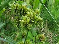 Cyperus eragrostis