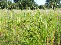 Cyperus eragrostis 11, Bleek cypergras, Saxifraga-Rutger Barendse