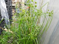 Cyperus eragrostis 12, Bleek cypergras, Saxifraga-Rutger Barendse