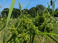 Cyperus eragrostis 15, Bleek cypergras, Saxifraga-Rutger Barendse