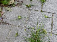 Cyperus eragrostis 23, Bleek cypergras, Saxifraga-Ed Stikvoort