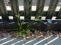 Cyperus eragrostis 24, Bleek cypergras, Saxifraga-Ed Stikvoort