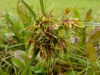 Cyperus eragrostis 26, Bleek cypergras, Saxifraga-Ed Stikvoort