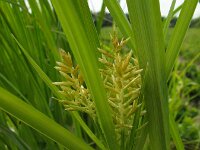Cyperus esculentus