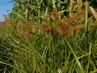 Cyperus esculentus 12, Knolcyperus, Saxifraga-Ed Stikvoort : Beuningerwaard en Ewijkplaat s9900
