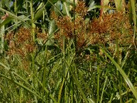 Cyperus esculentus 14, Knolcyperus, Saxifraga-Ed Stikvoort : Beuningerwaard en Ewijkplaat s9900