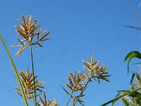 Cyperus esculentus 17, Knolcyperus, Saxifraga-Ed Stikvoort : Beuningerwaard en Ewijkplaat s9900