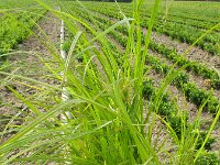Cyperus esculentus 3, Knolcyperus, Saxifraga-Rutger Barendse