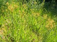 Cyperus esculentus 8, Knolcyperus, Saxifraga-Rutger Barendse