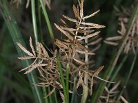 Cyperus esculentus 9, Knolcyperus, Saxifraga-Rutger Barendse