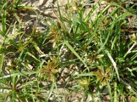 Cyperus flavescens