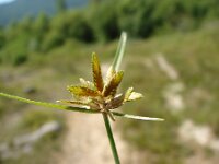 Cyperus flavescens 2, Geel cypergras, Saxifraga-Jasenka Topic