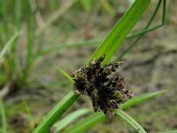 Cyperus fuscus, Brown Flat-sedge