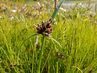 Cyperus fuscus 11, Bruin cypergras, Saxifraga-Ed Stikvoort