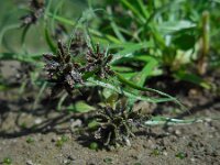 Cyperus fuscus 13, Bruin cypergras, Saxifraga-Ed Stikvoort