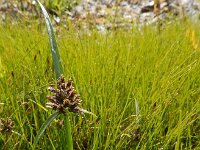 Cyperus fuscus 16, Bruin cypergras, Saxifraga-Ed Stikvoort