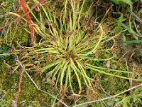 Cyperus fuscus 6, Bruin cypergras, Saxifraga-Rutger Barendse