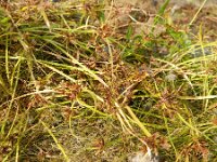 Cyperus fuscus 7, Bruin cypergras, Saxifraga-Rutger Barendse