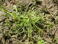 Cyperus fuscus 8, Bruin cypergras, Saxifraga-Rutger Barendse