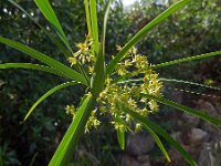 Cyperus involucratus