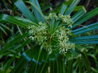 Cyperus involucratus 4, Parapluplant, Saxifraga-Ed Stikvoort