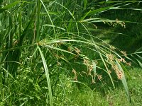 Cyperus longus