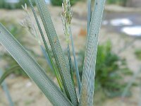 Cyperus longus 15, Rood cypergras, Saxifraga-Rutger Barendse