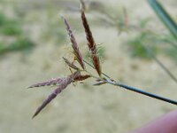 Cyperus longus 16, Rood cypergras, Saxifraga-Rutger Barendse