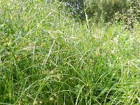 Cyperus longus 18, Rood cypergras, Saxifraga-Rutger Barendse
