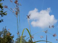 Cyperus longus 24, Rood cypergras, Saxifraga-Ed Stikvoort