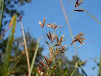 Cyperus longus 25, Rood cypergras, Saxifraga-Ed Stikvoort