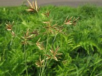 Cyperus longus 6, Rood cypergras, Saxifraga-Rutger Barendse
