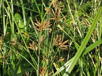 Cyperus longus 8, Rood cypergras, Saxifraga-Rutger Barendse