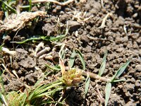 Cyperus pygmaeus 2, Saxifraga-Rutger Barendse