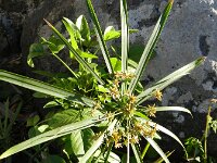 Cyperus rotundus 10, Saxifraga-Rutger Barendse