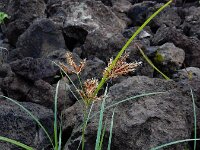 Cyperus rotundus 2, Saxifraga-Ed Stikvoort