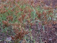 Cyperus rotundus 3, Saxifraga-Ed Stikvoort