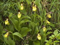 Cypripedium calceolus, Ladys-slipper